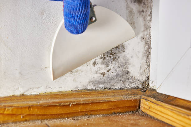 Best Water Damage & Mold Remediation  in Davisboro, GA